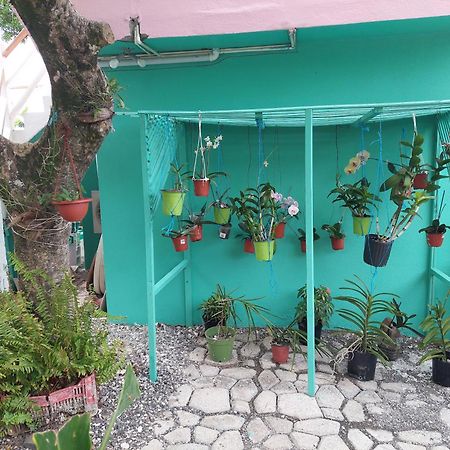 Alex'S Place - Tim Pappies Port Antonio Luaran gambar