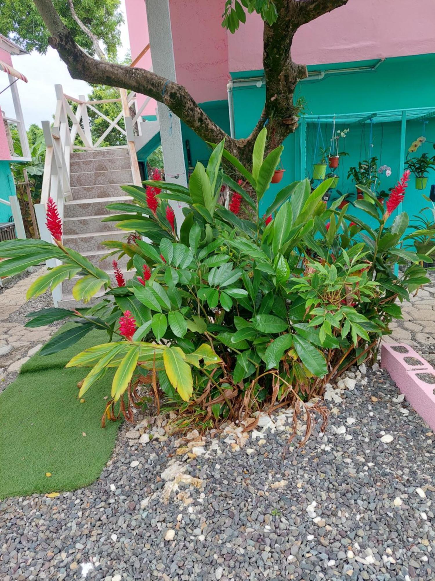 Alex'S Place - Tim Pappies Port Antonio Luaran gambar