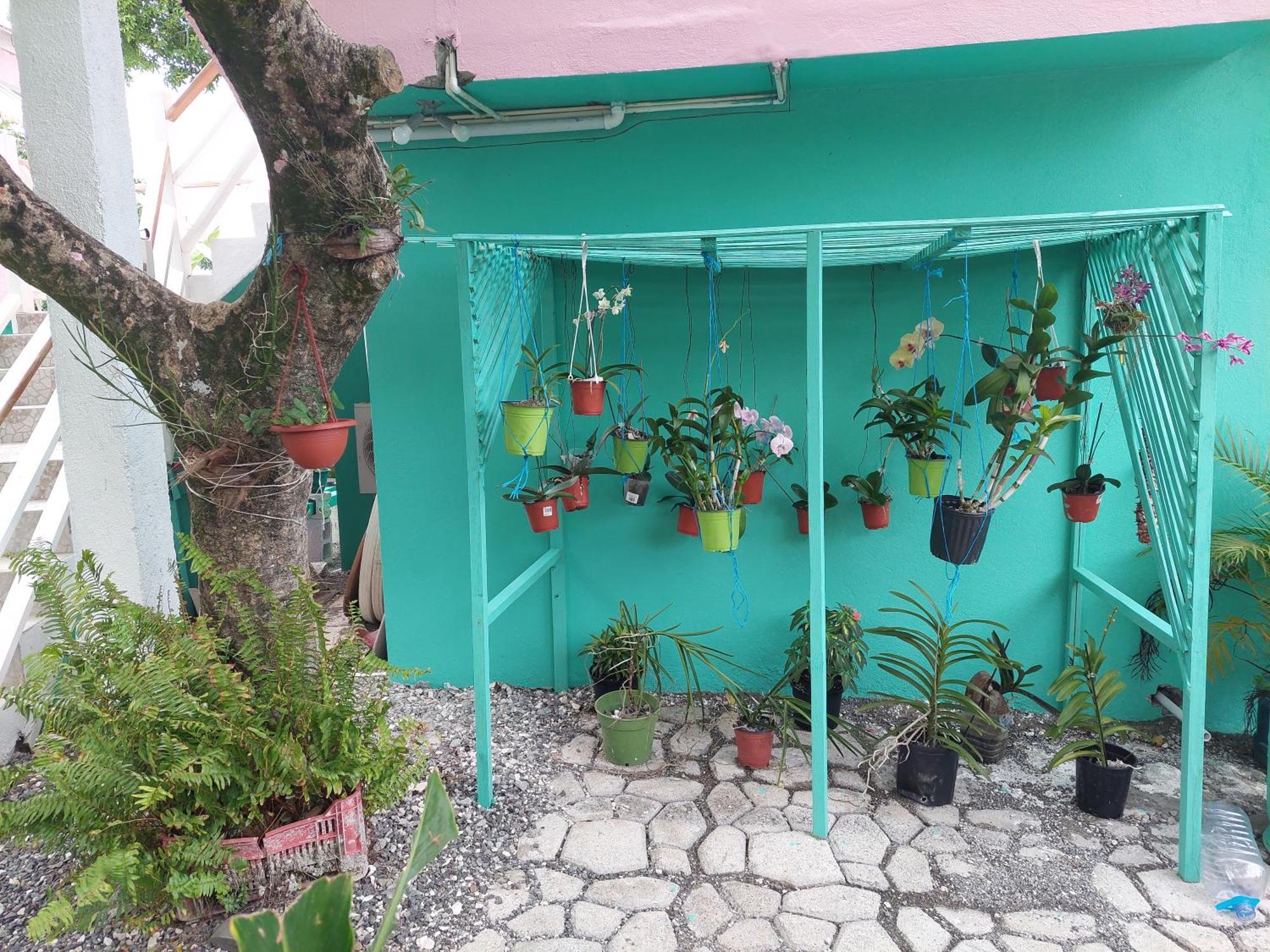 Alex'S Place - Tim Pappies Port Antonio Luaran gambar