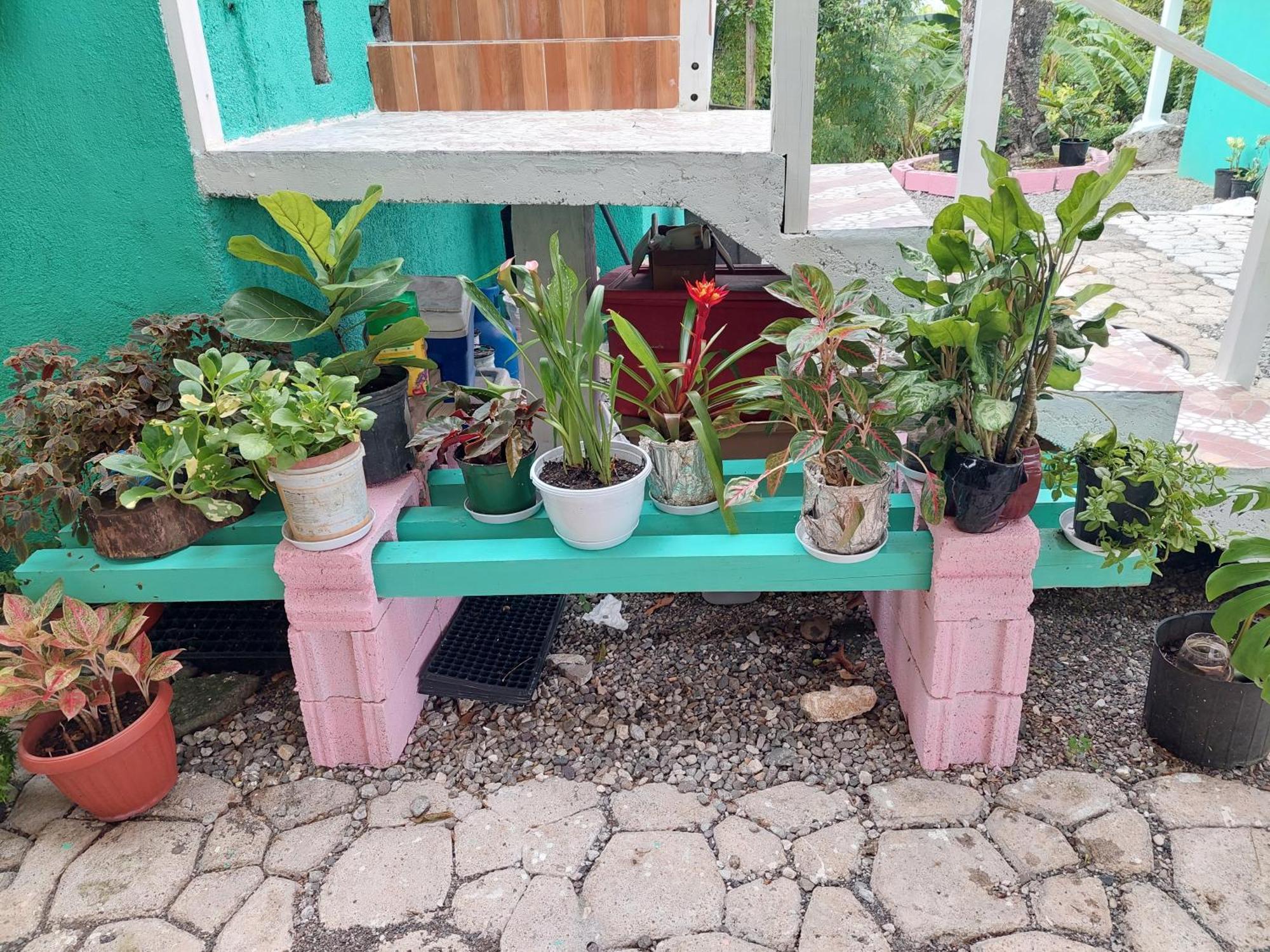 Alex'S Place - Tim Pappies Port Antonio Luaran gambar