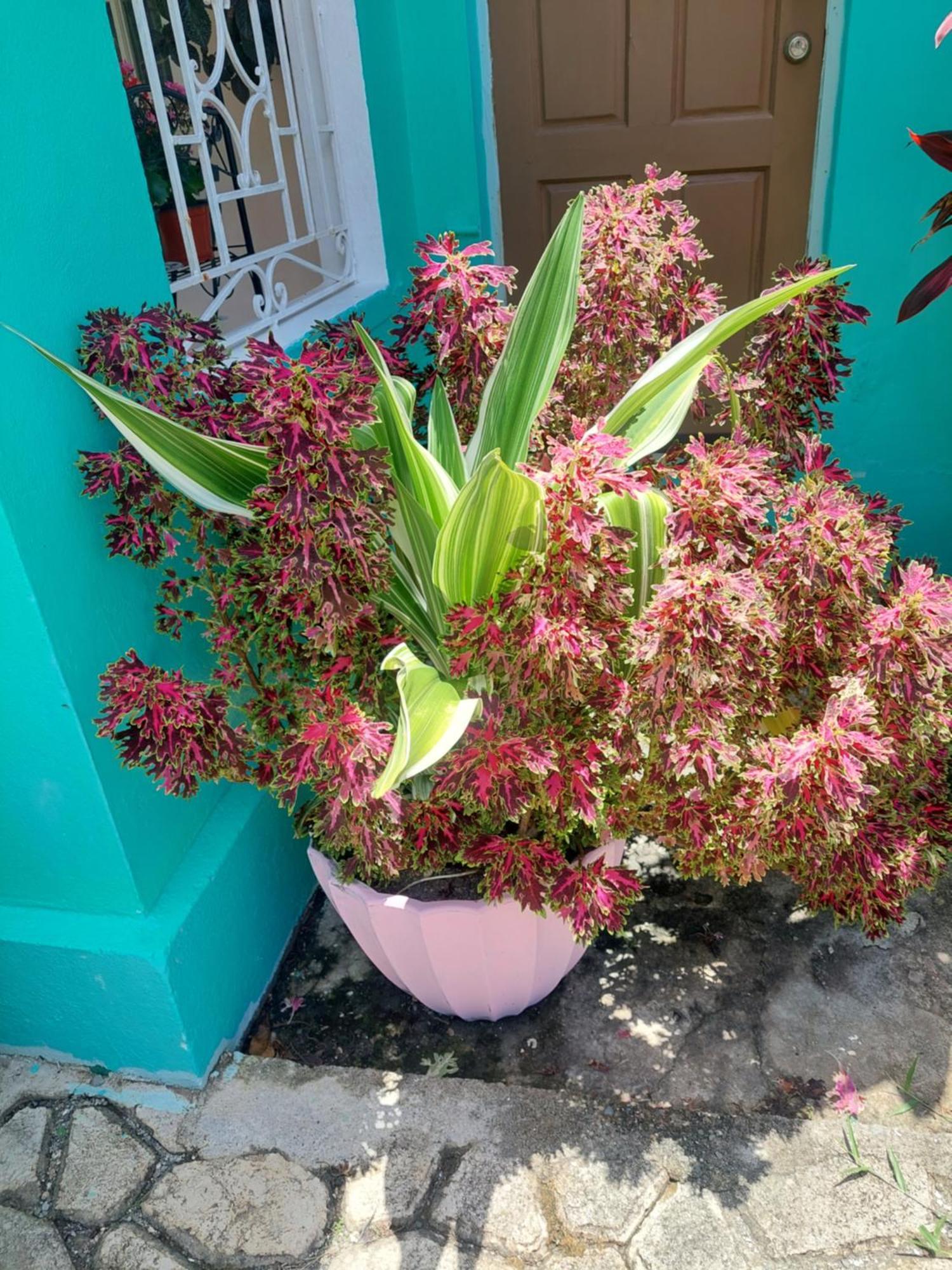Alex'S Place - Tim Pappies Port Antonio Luaran gambar